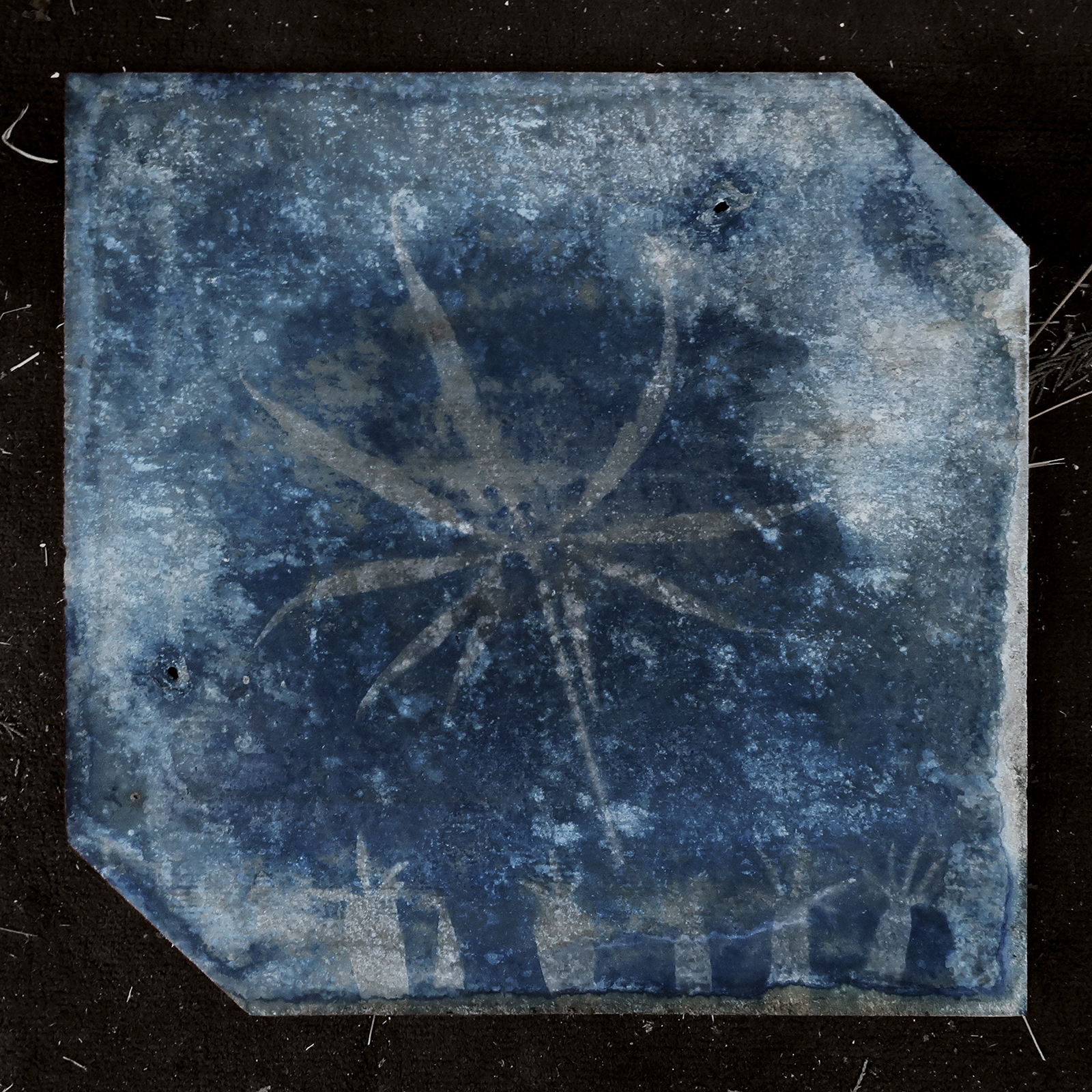 Tamás KASZÁS: On Mineral Fibers (Summer House Herbarium), 2021, cyanotype, photogram, 50 × 50 × 8 cm